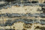 Mammoth Molar Slice With Case - South Carolina #349992-2